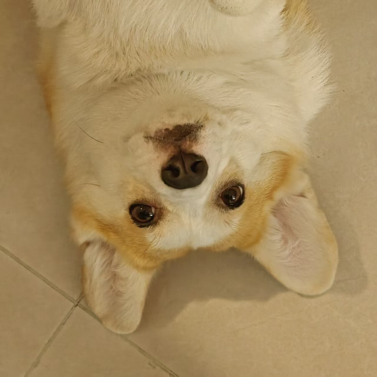 FurBabyMart 毛孩子集市