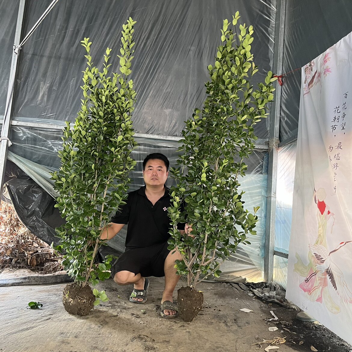 贝贝精品园艺