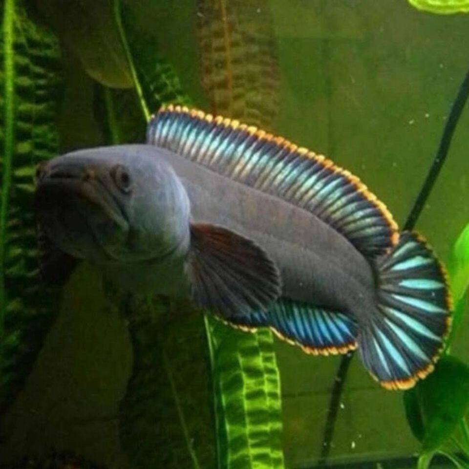 甄选水族好物