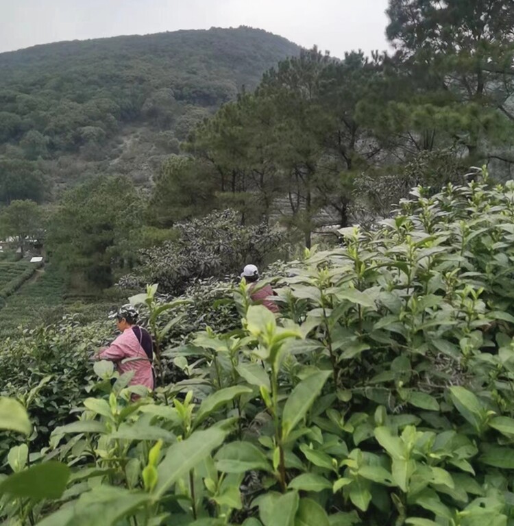 兴隆茶叶直销