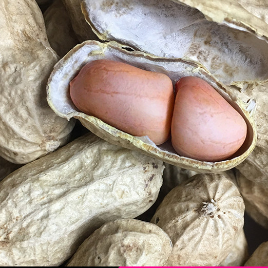 黑山生产队