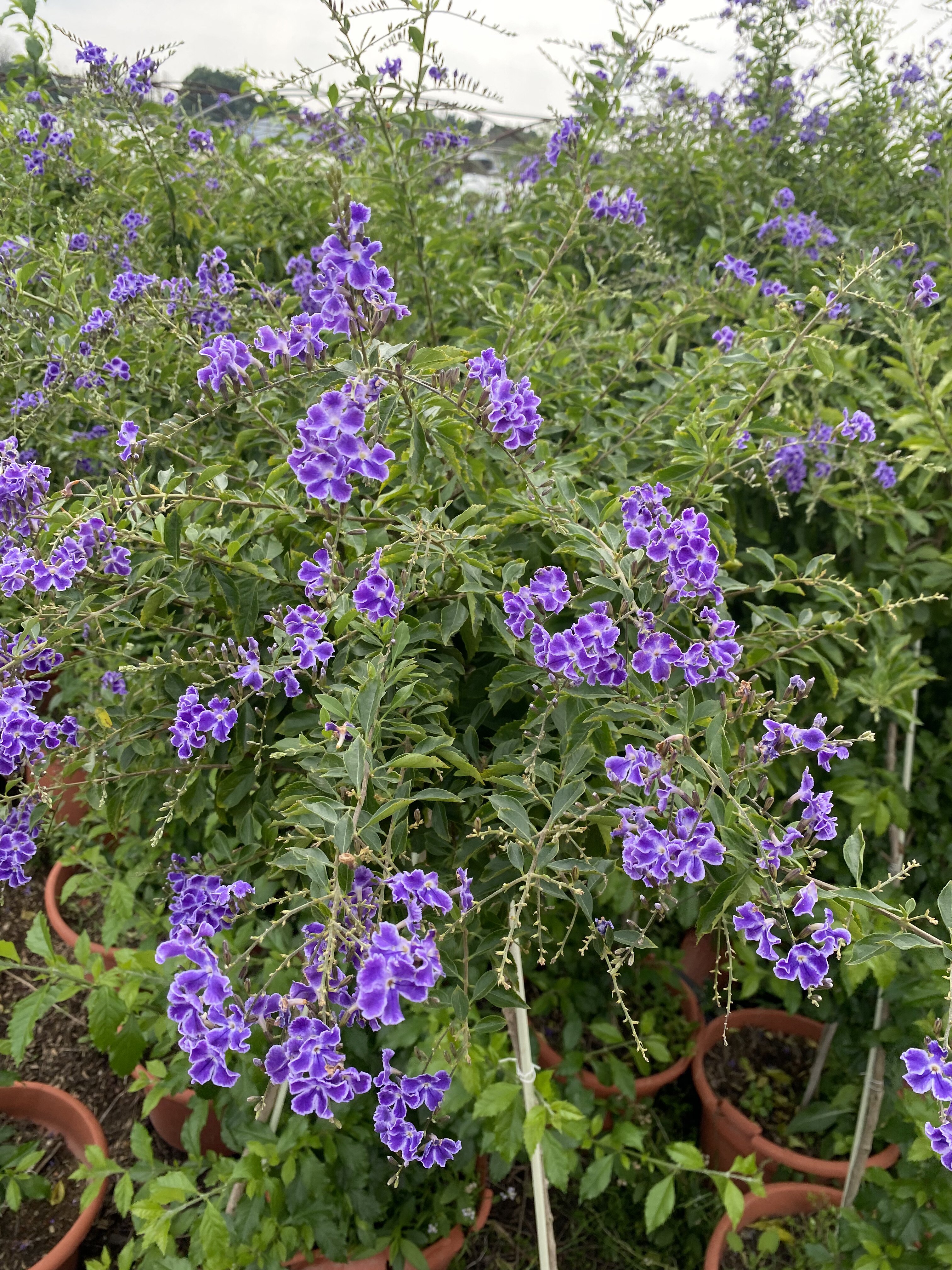 流潮花海园艺