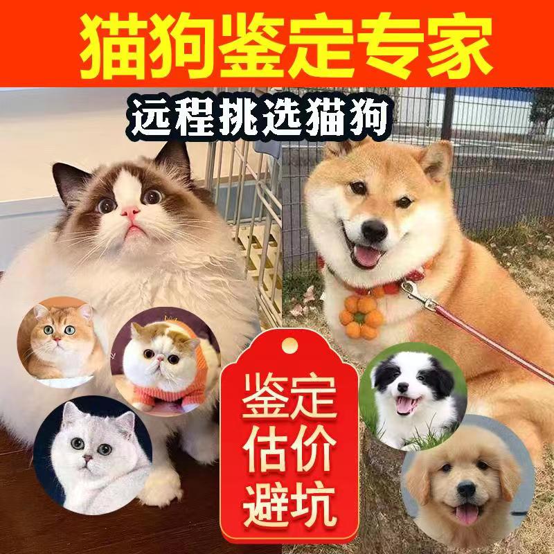 宠爱宠物猫狗鉴定中心