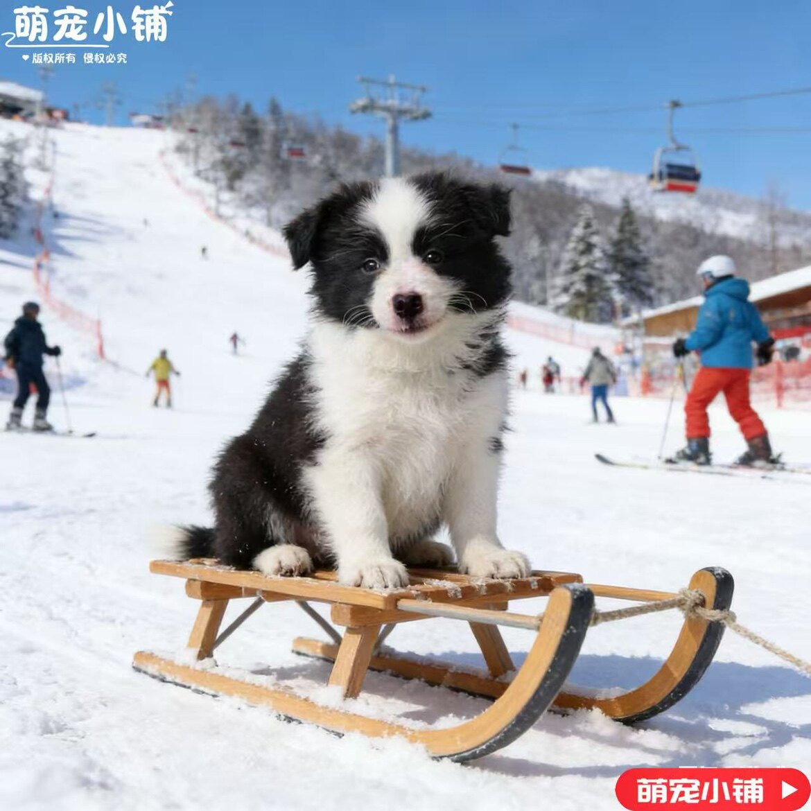 萌宠小铺888