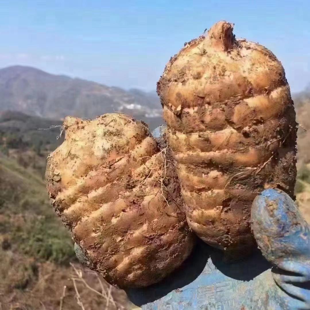 七彩约定山货优选