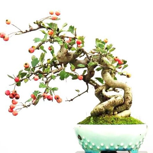 小火绿植