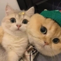 哈尼萌宠℃