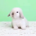 沐煜阳光宠物店