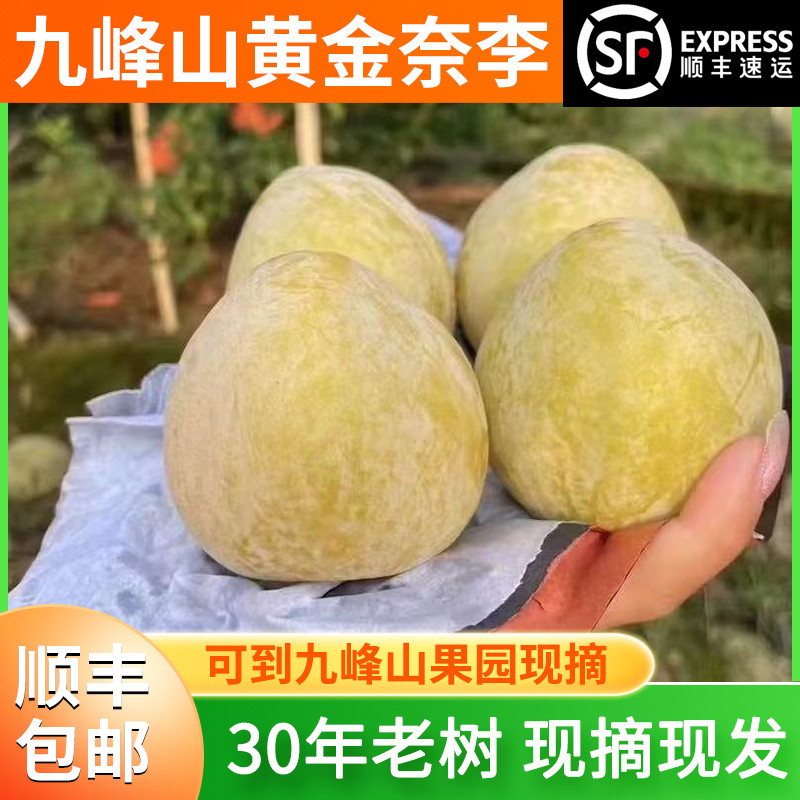 正宗乐昌九峰奈李佑佑水铺