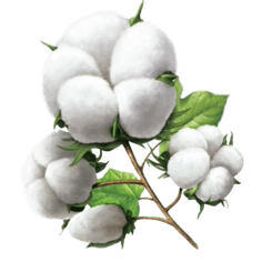 全棉母婴时代   Cotton