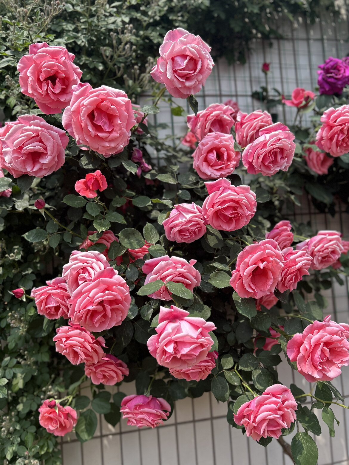 盛夏莳洸女装批发