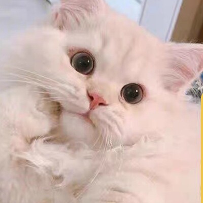 爱宠猫医