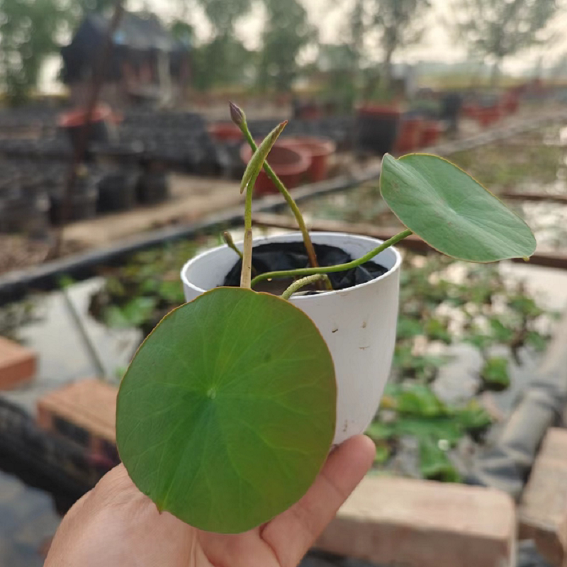 小微型碗莲种植基地