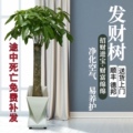 花财景叶花卉店