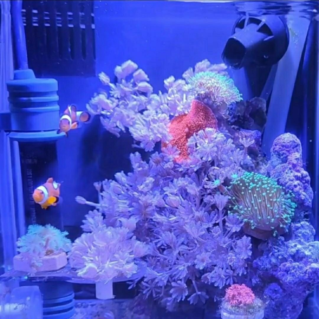 珊心海水族