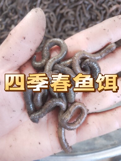 四季春鱼饵