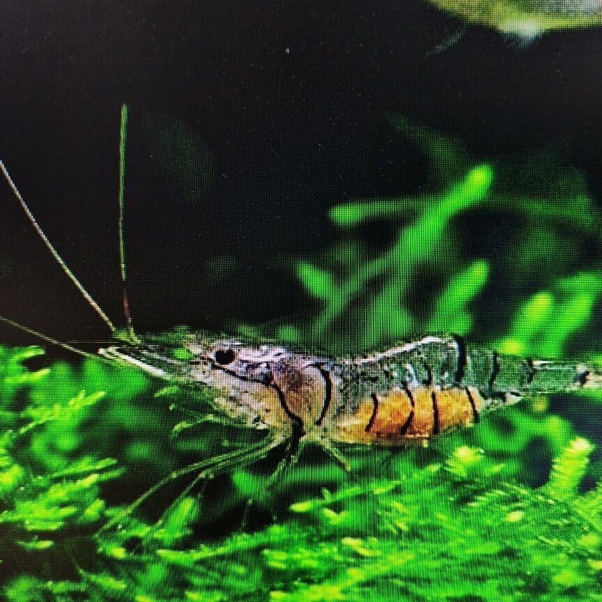 博妮佳宠水族馆