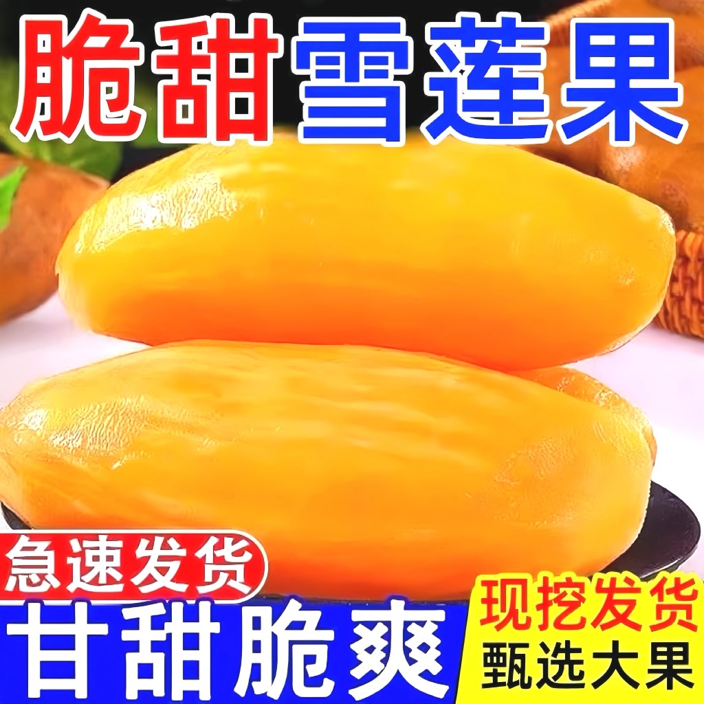 精品雪莲果水果 店铺LOGO