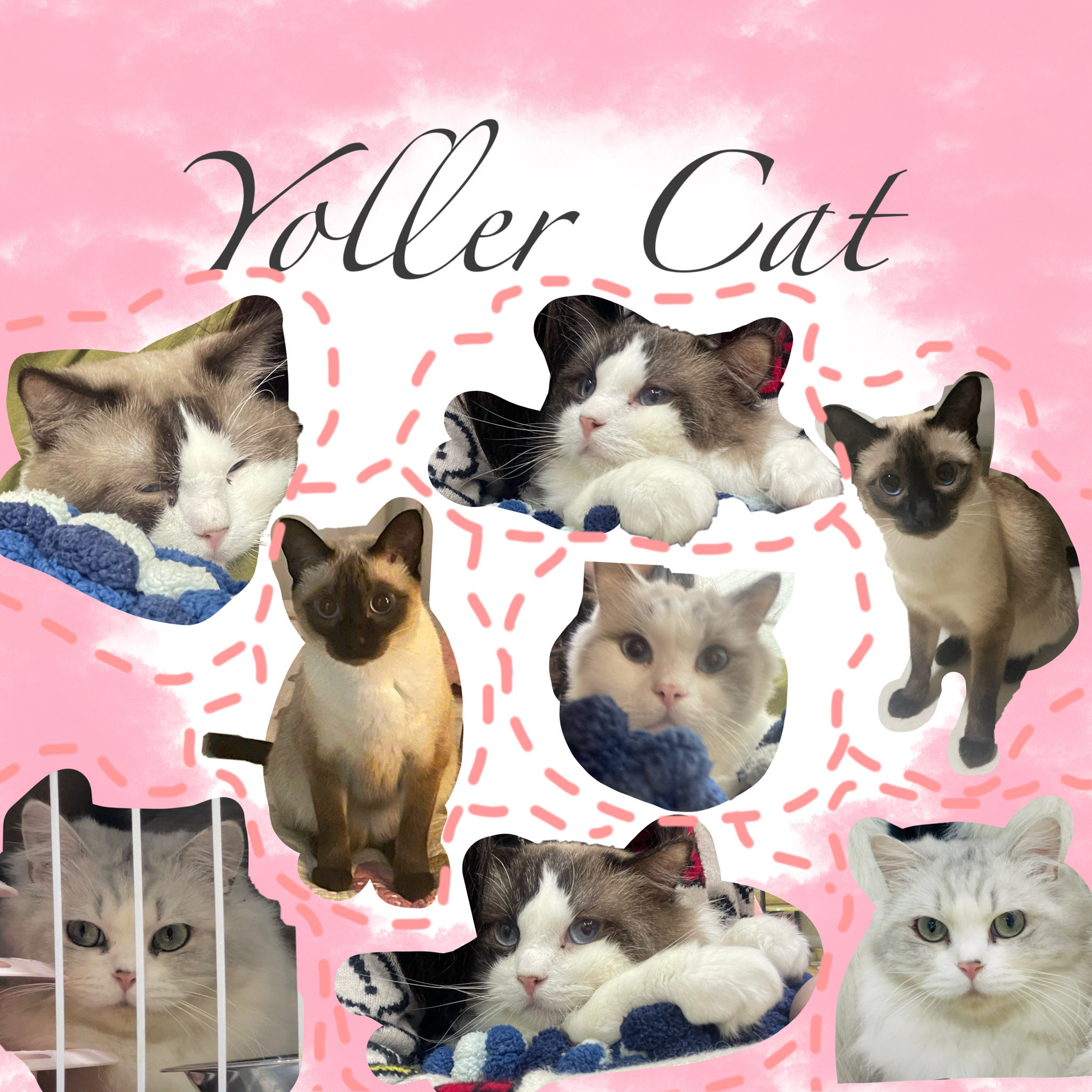 Yoller cat 优乐猫企业店