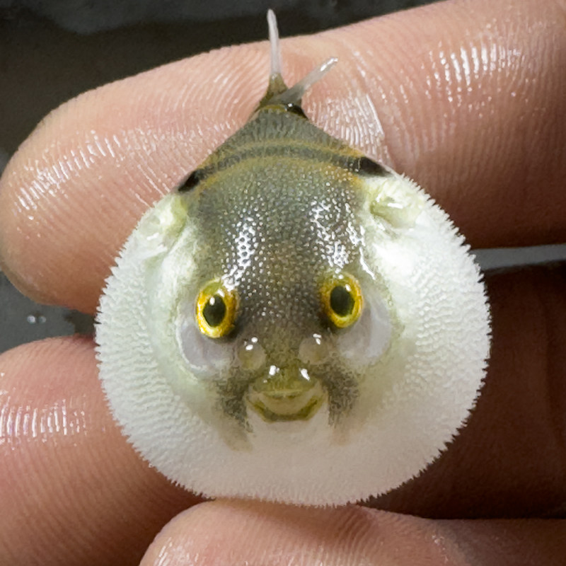 鱼你太美水族馆