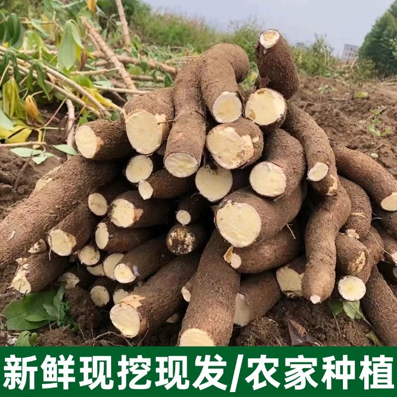 广西黄心木薯原产地供应链