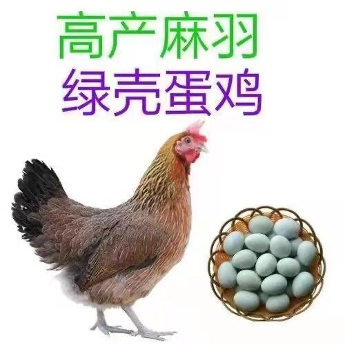 土鸡养殖基地
