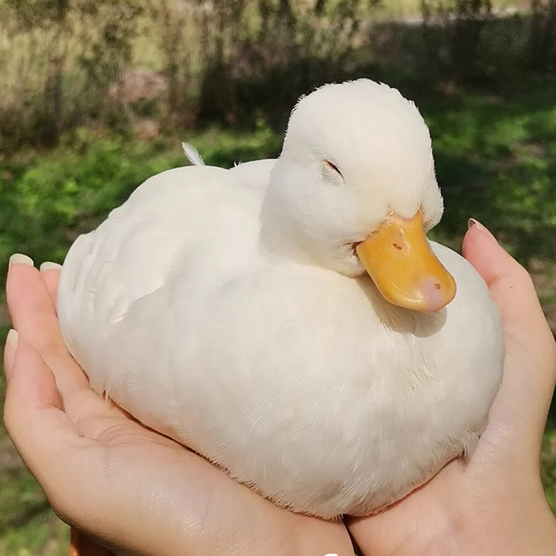 正宗柯尔鸭厂家