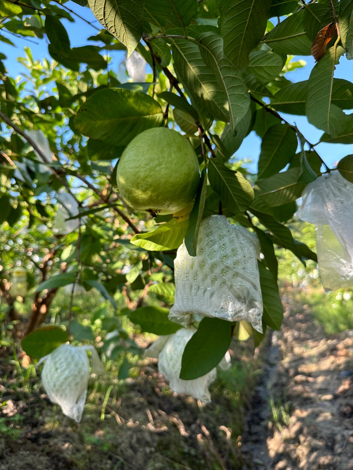 大陈小陈家的香陌山生态水果种植