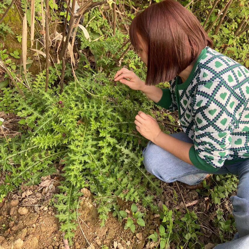 食疗妈妈百草铺