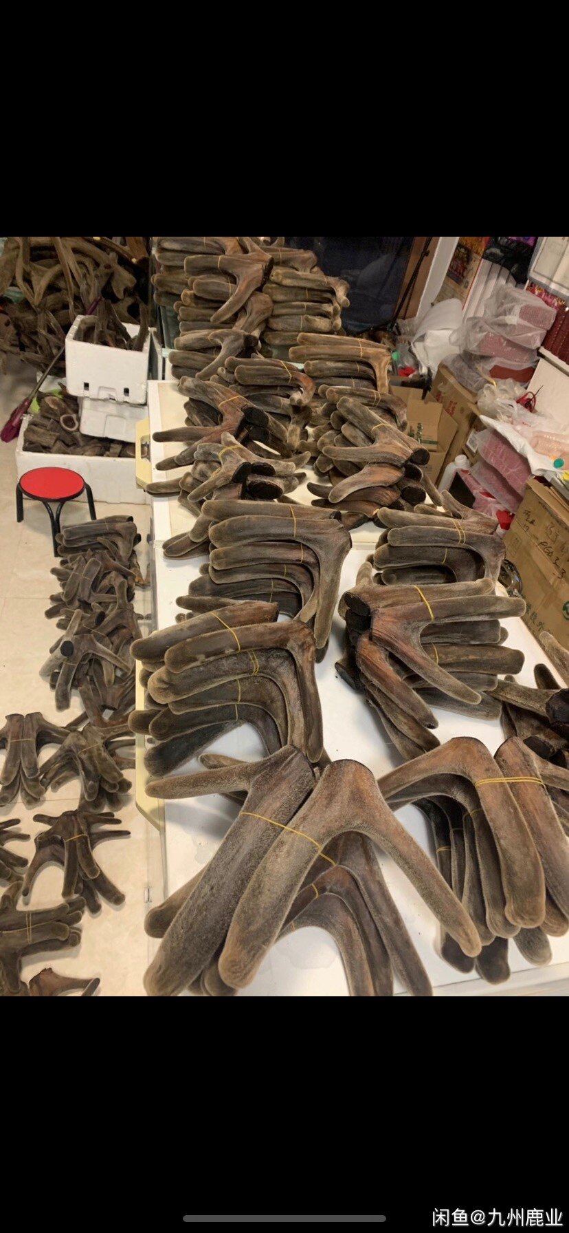 吉林梅花鹿产品批发