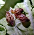 天狗蜗居