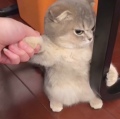 梁子の小铺