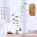 竹木兰绿植盆景园艺 店铺LOGO