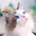 贼胖的猫 店铺LOGO