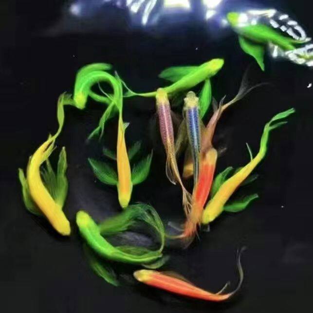 蝶翼斑马鱼场