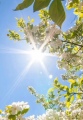 清晨阳光Sunny