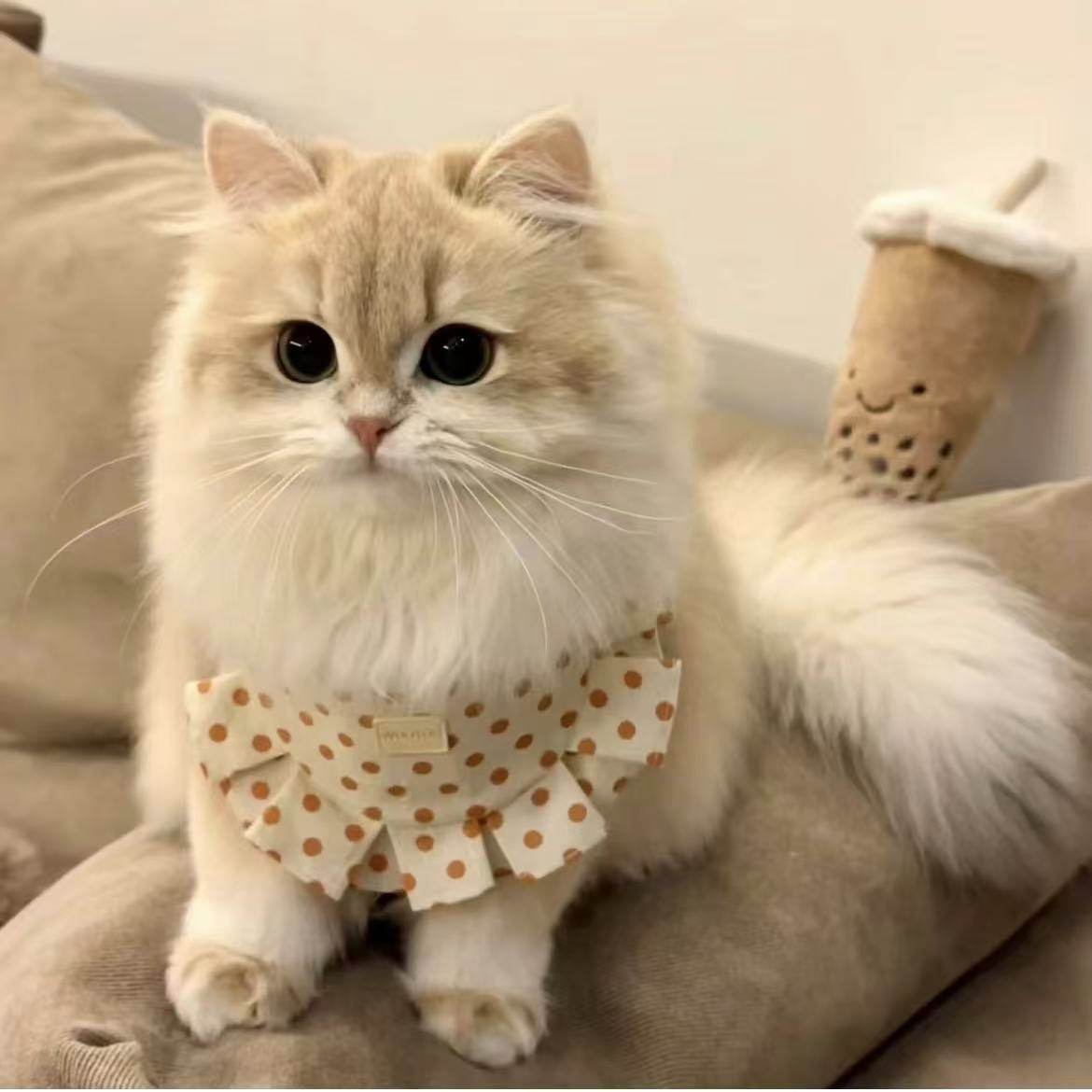 古德猫柠好物优选