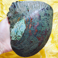 珍珠河蚌活蚌