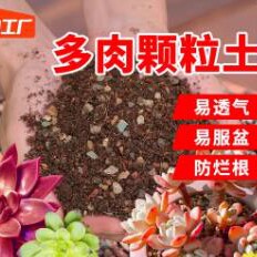 福建爬虫活体养殖