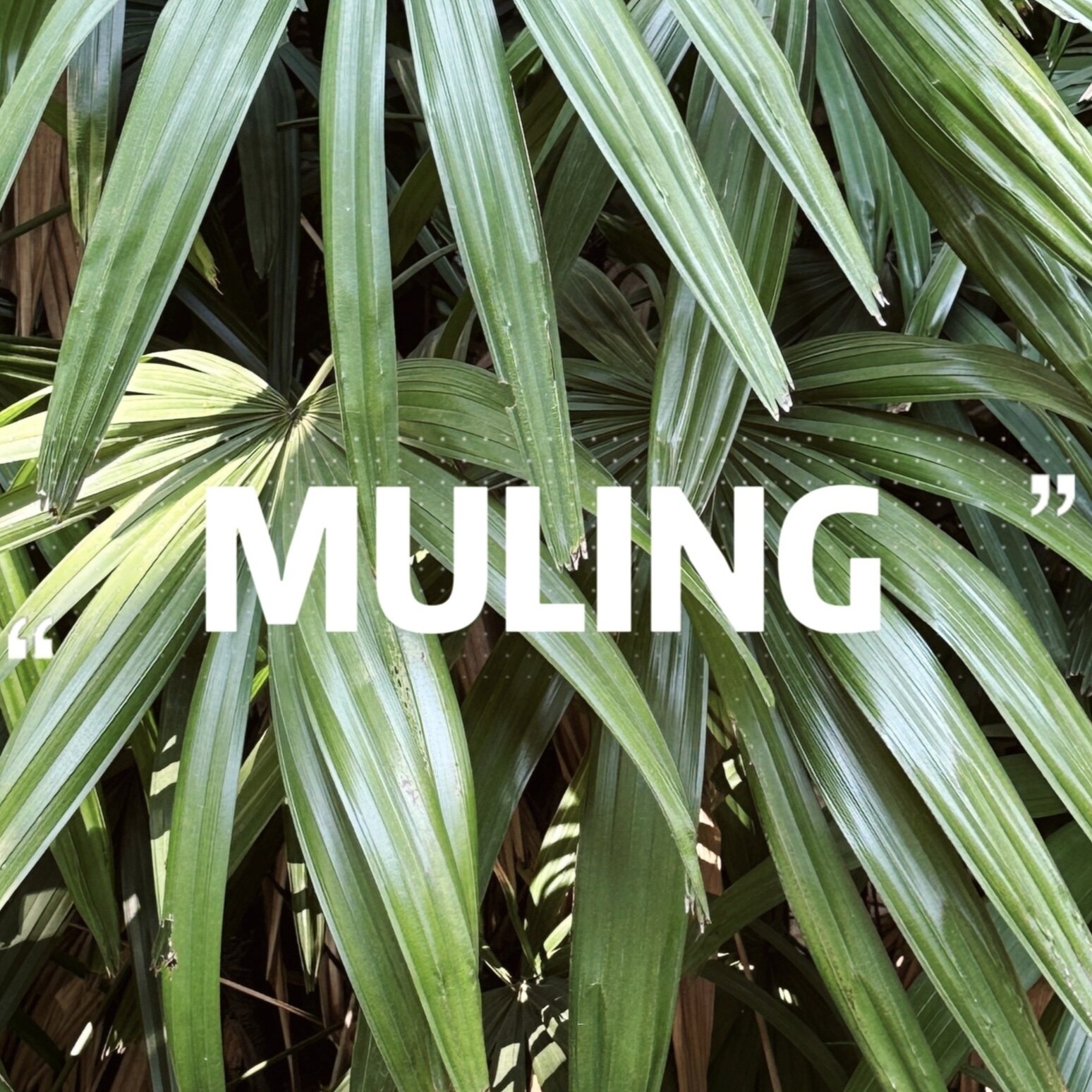 MULING
