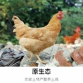 大别山绿色家禽