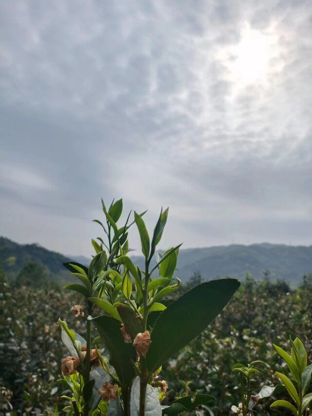 紫竹阁六堡茶