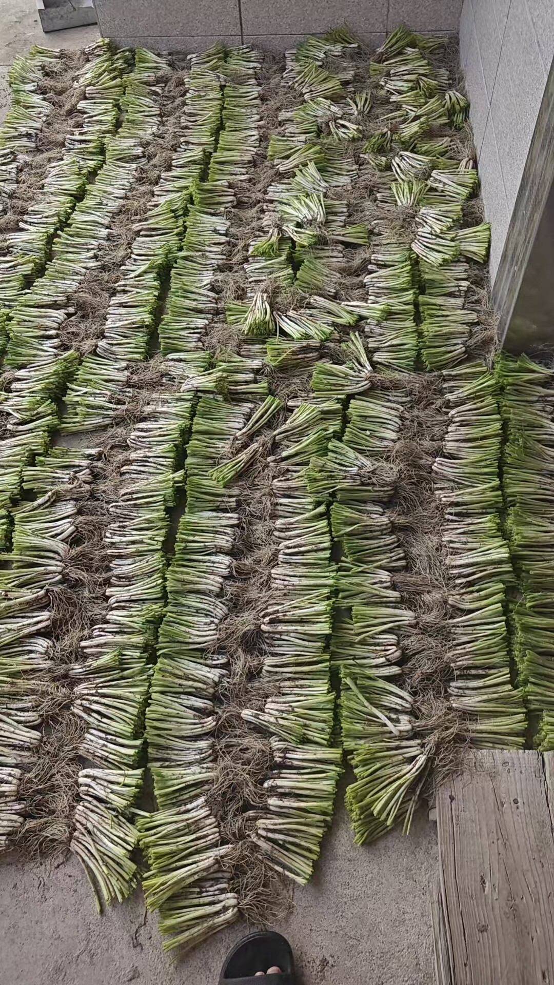 真牛小香葱产地直发