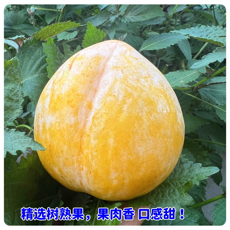 粤北小吃货
