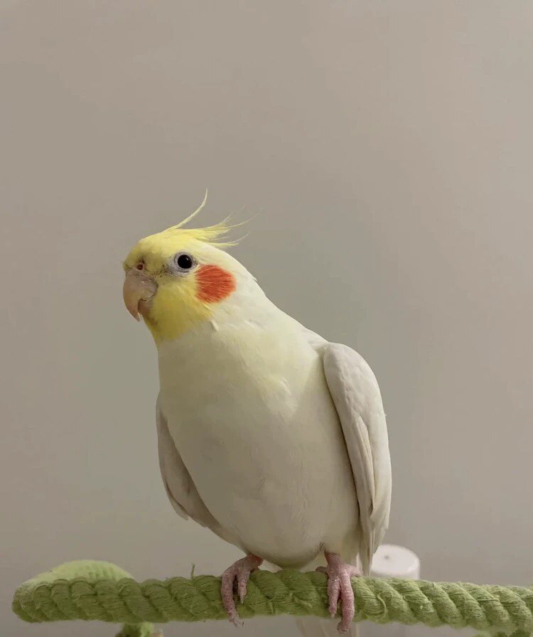 萌宠新家