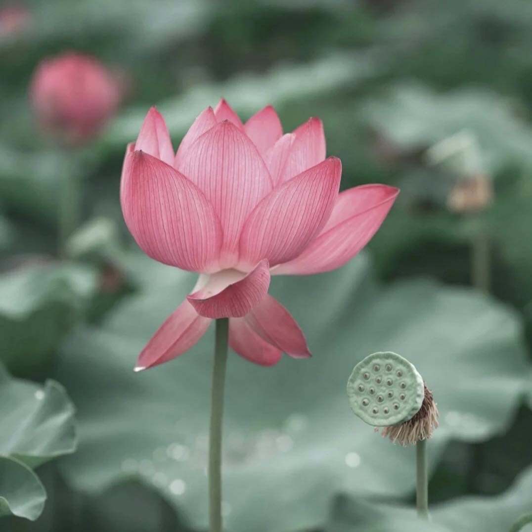 兰亭花田