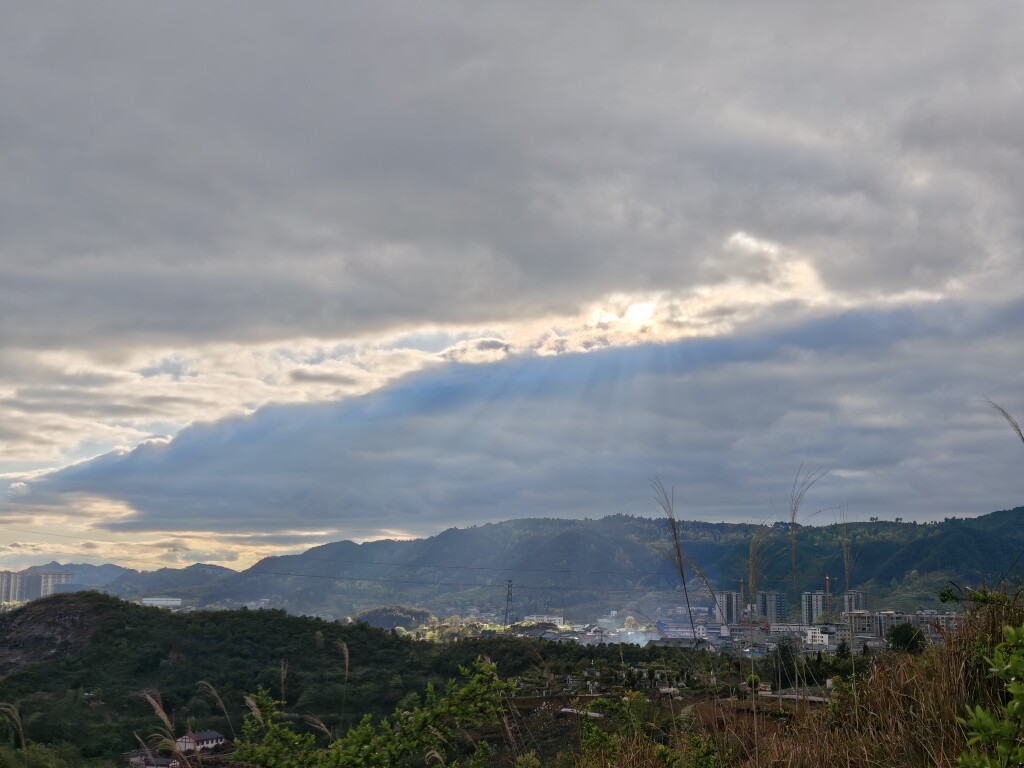 原生树藤装饰