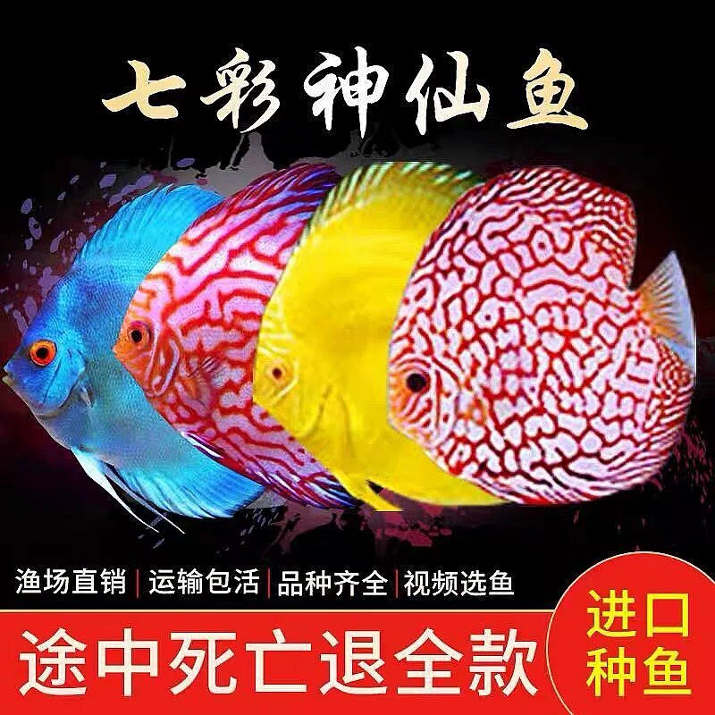 温州七彩神仙鱼养殖基地