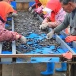 浙杭活体养殖合作社