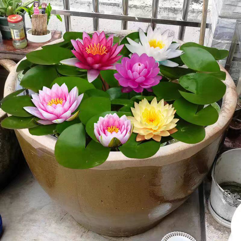 新洁园林